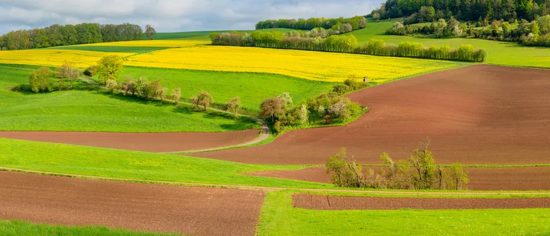 Campo de colza en flor, una de las materias primas del biodiesel en Europa